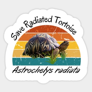 radiated tortoise (Astrochelys radiata) Sticker